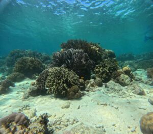 menjangan snorkeling
