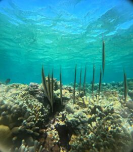 menjangan snorkeling