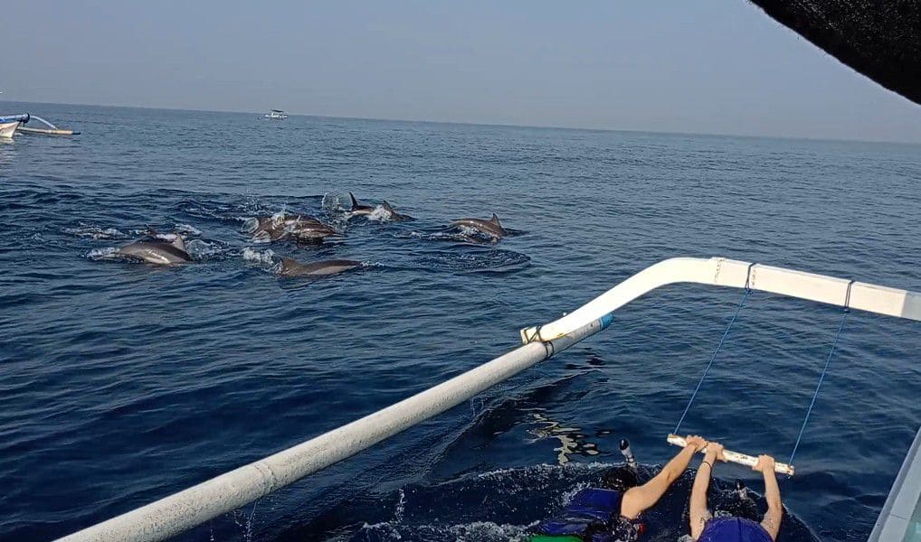 lovina dolphin tour ethical
